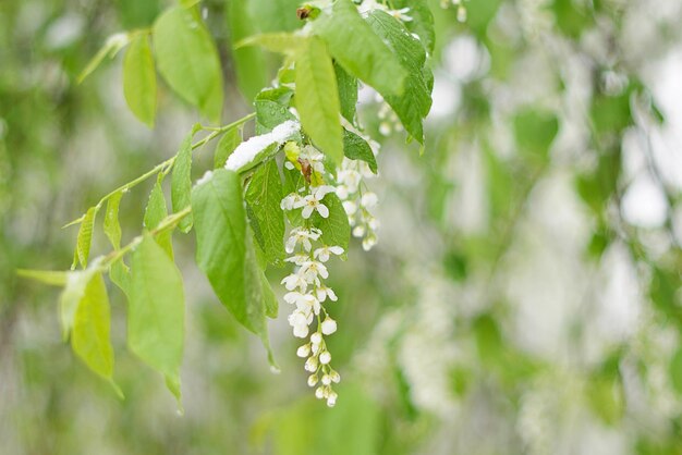 Blooming trees under snow