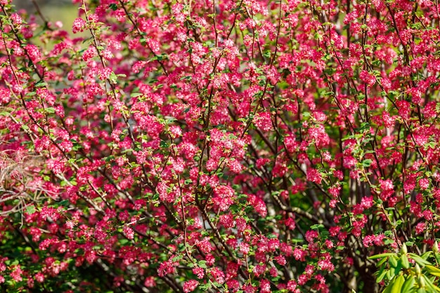 Blooming trees in spring with red flowers