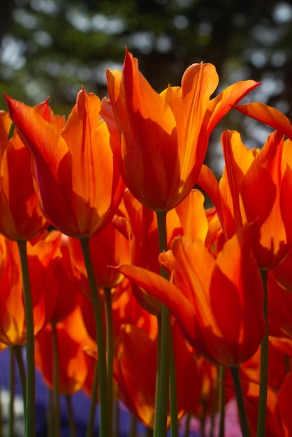 Blooming tulip flowers in spring as floral background