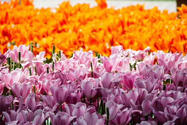 Blooming tulip flowers in spring as floral background