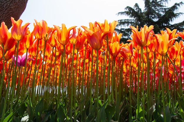 Blooming tulip flowers in spring as floral background