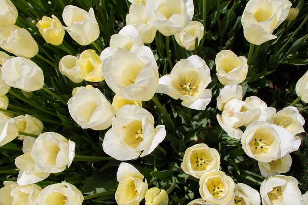 Blooming tulip flowers in spring as floral background