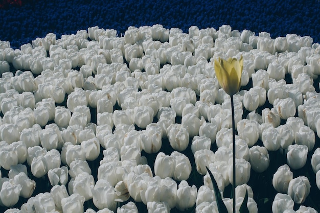 Blooming tulip flowers in spring as floral background