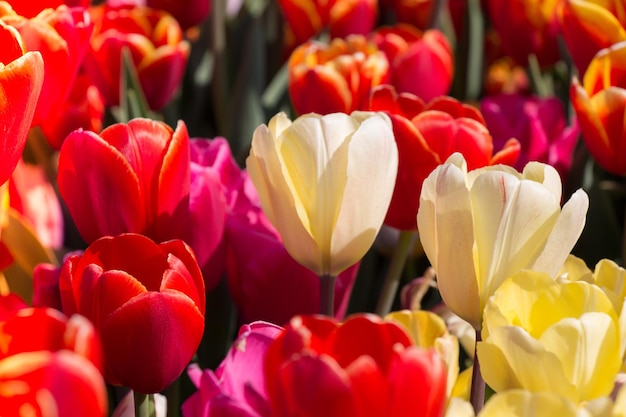 Blooming tulip flowers in spring as floral background