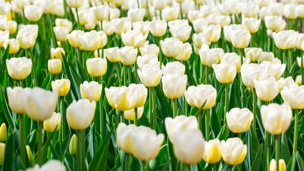 Blooming tulips. Beautiful spring and summer background. Spring flowers.