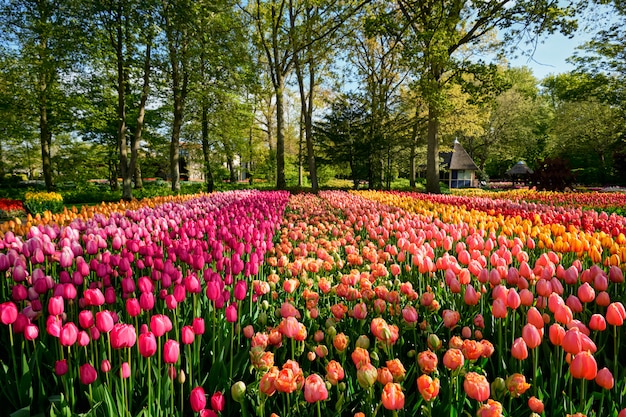 Blooming tulips flowerbed in Keukenhof flower garden, Netherland