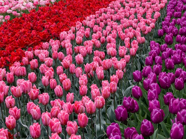 Blooming tulips in Keukenhof, worlds largest flower garden park