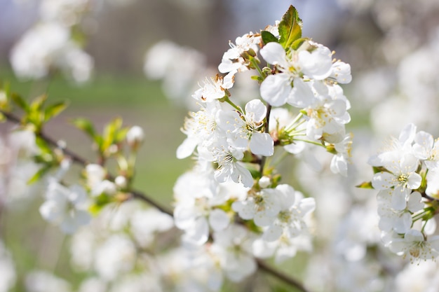 Blooming twigs of cherry. Flowering trees large plpnom spring.