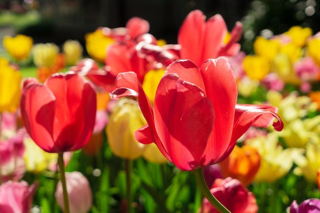 Blooming variety of spring tulips flowers close up