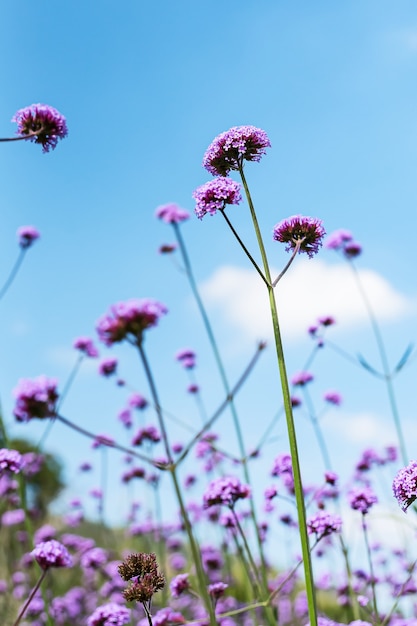 Blooming Verbena field is a purple flower, The meaning of this flower is the happiness of everyone in the family. Besides, Verbena is also another meaning. Please pray for me.