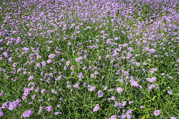 Blooming Verbena field is a purple flower, The meaning of this flower is the happiness of everyone in the family. Besides, Verbena is also another meaning. Please pray for me.