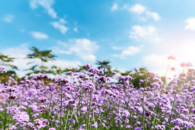 Blooming Verbena field.