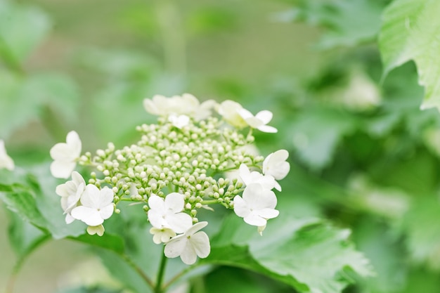 Blooming viburnum tree with white flowers. Spring blooming gardens. Natural environment background.