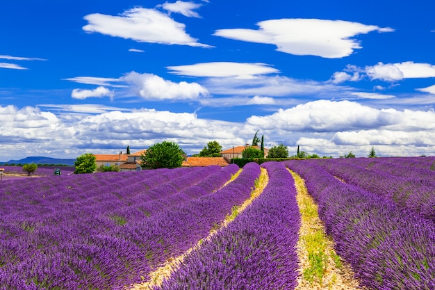 Blooming violet feelds of lavander in Provance, France