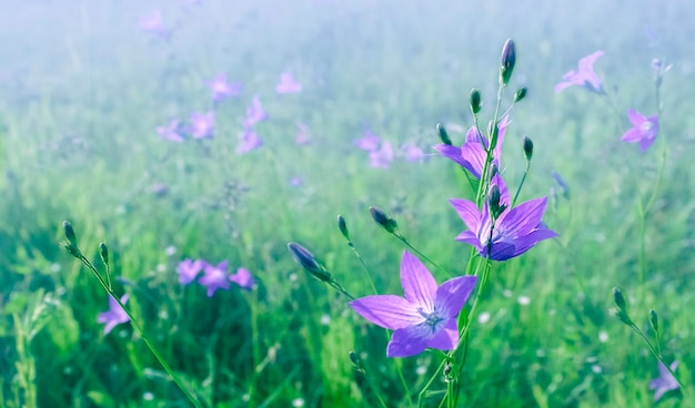 Blooming violet Siberian bellflowers on a very unfocused green background selective focus