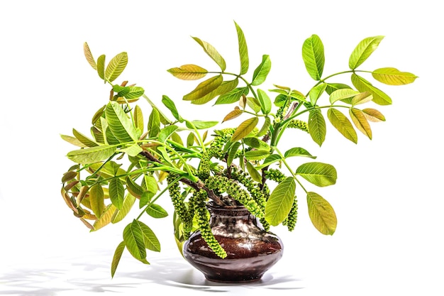 Blooming walnut branch in vase isolated on a white background Young leaves and flowers catkins