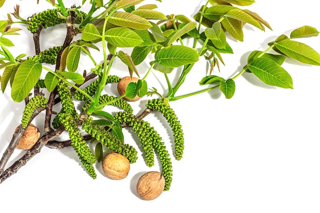 Blooming walnut branch and whole ripe nuts isolated on a white background Young leaves and flowers