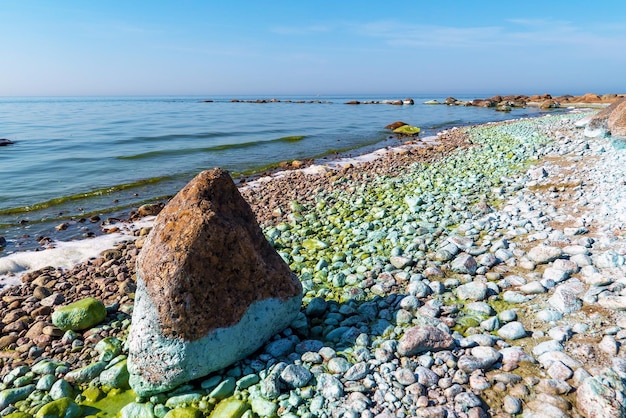 Blooming of water bluegreen algae near the shore of the Gulf of Finland Repino St Petersburg