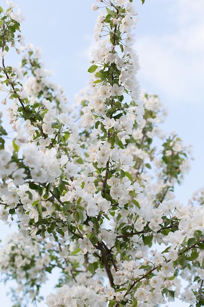 Blooming white apple tree in spring The scent of a blooming apple tree apple orchard closeup