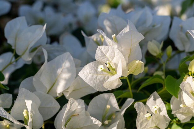 Blooming white bougainvillea flowers