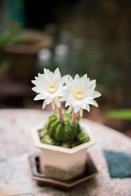 Blooming white cactus in the garden