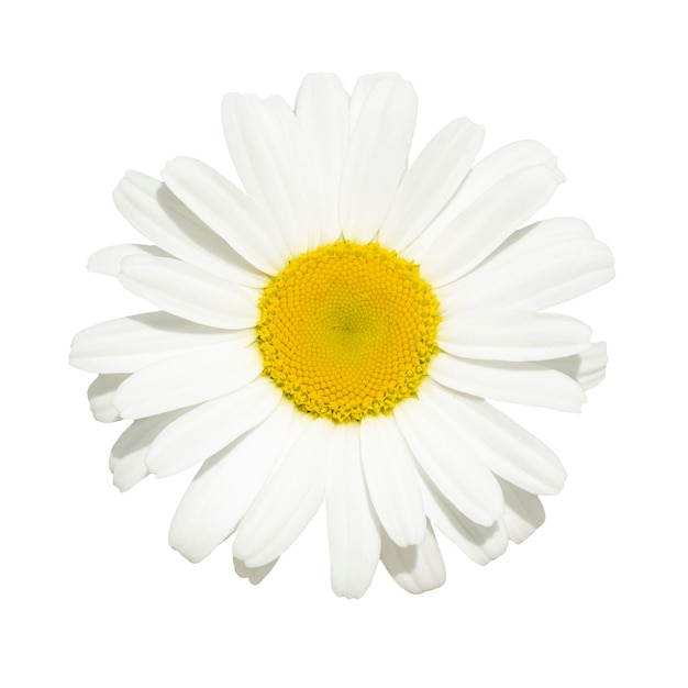 Blooming white chamomile daisy isolated top view