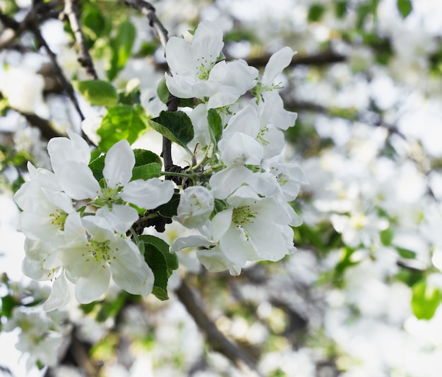 Blooming white flowers background