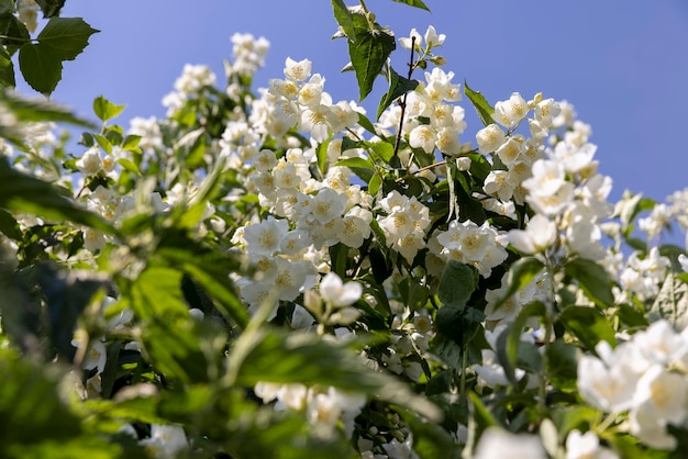 blooming white flowers jasmine bush in the spring season beautiful fragrant jasmine flowers during flowering