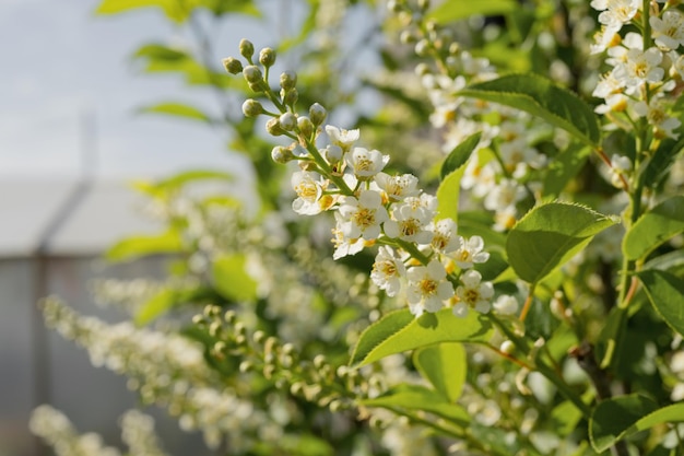 Blooming white flowers on a tree on a sunny day