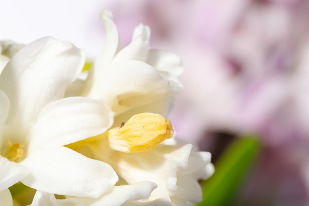 Blooming white hyacinth flowers closeup macro photography