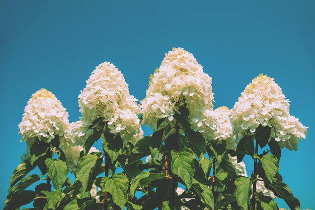 Blooming white hydrangea flowers against the blue sky