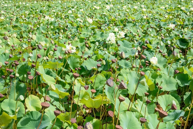 Blooming white lotuses, green leaves and lotus pods in the lake