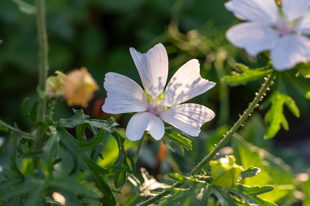 Blooming white musk mallow flower on a summer sunny day macro photography.