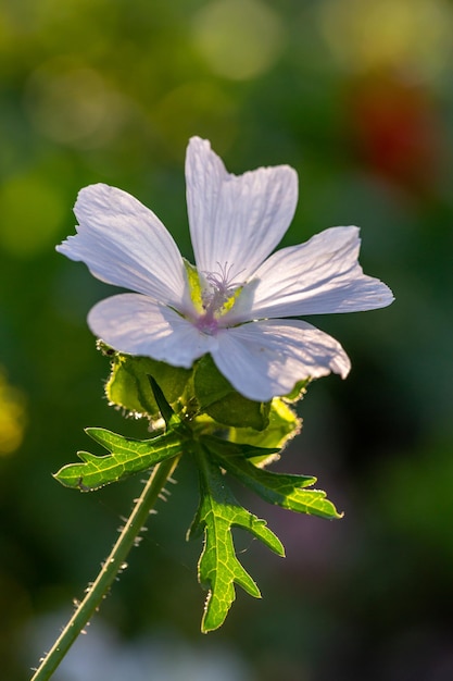 Blooming white musk mallow flower on a summer sunny day macro photography.