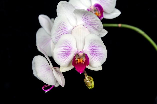 Blooming white orchid on a black background Home flowers floriculture hobbies