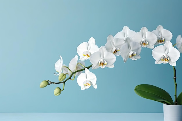 Blooming white orchid on a blue background Generative AI