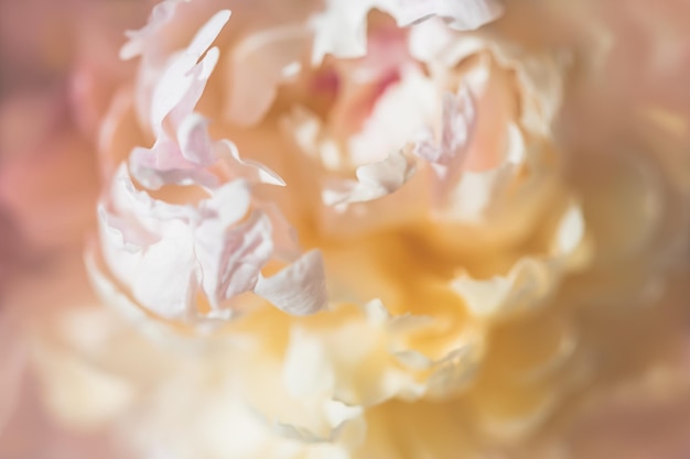 Blooming white peony flower background Macro image