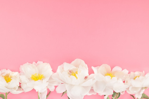 Blooming white peony flowers 