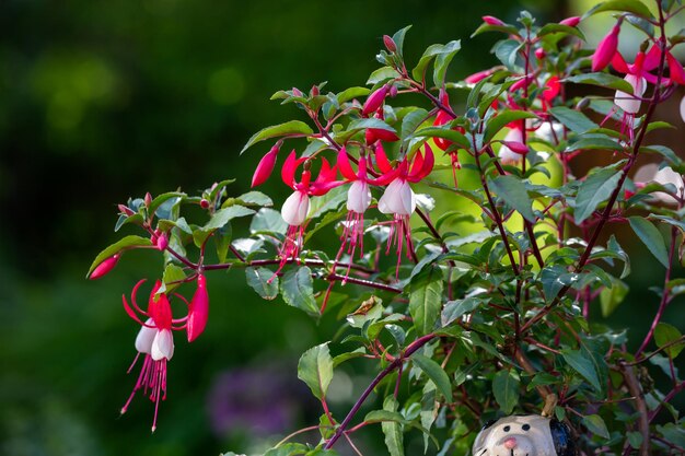 Blooming white pink fuchsia flower macro photography in a summertime