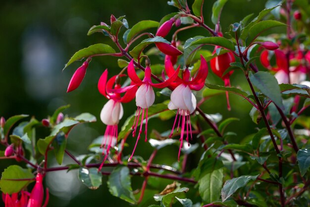 Blooming white pink fuchsia flower macro photography in a summertime