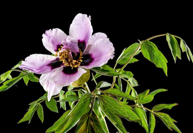 Blooming white and pink Rocks peony on a black background