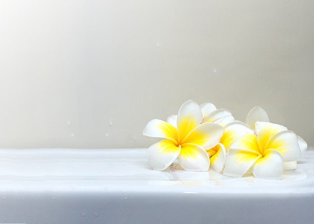 Blooming white Plumeria or Frangipani flowers on white ceramic floor