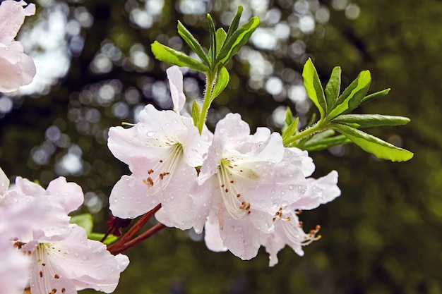 Blooming white rhododendron bush with water drops after rain