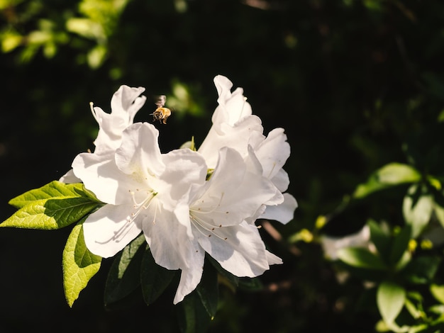 Blooming white Rhododendron flowers in the park