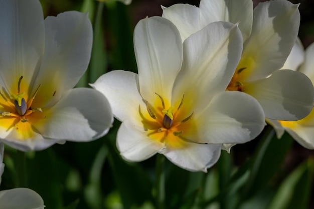 Blooming white tulip flower on a green background in a sunny day macro photography