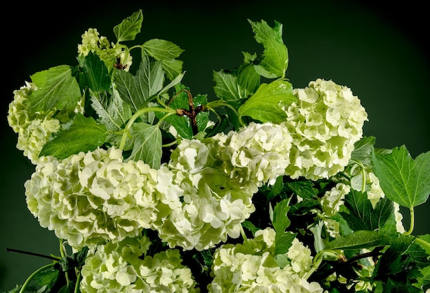 Blooming white viburnum on a green background