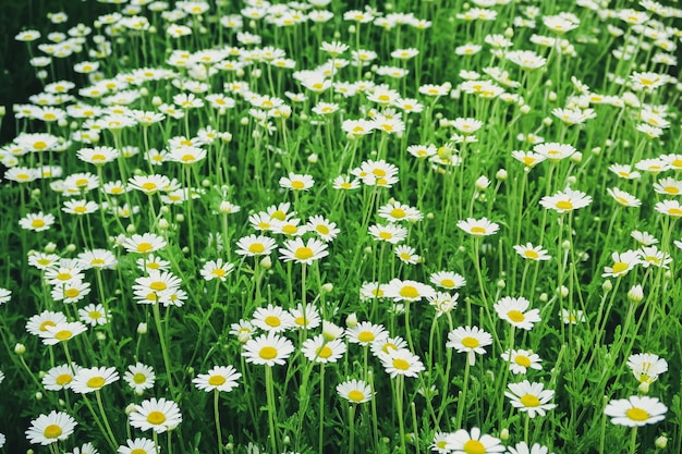 blooming wild daisies grow on the lawn