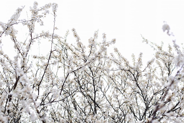 Blooming wild plum