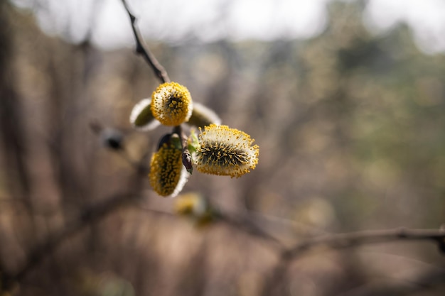 Blooming willow blurred background closeup Willow branches Salix caprea with buds that open