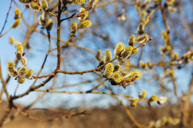 Blooming willow flowers willow tree branches in early spring